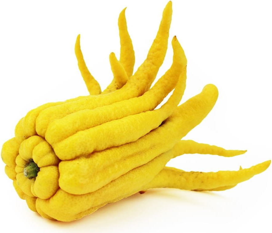 Main de bouddha fraîche BIO (environ 200g)